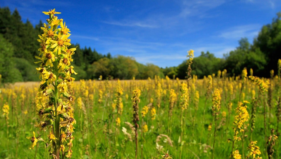 Ligulare siberiano