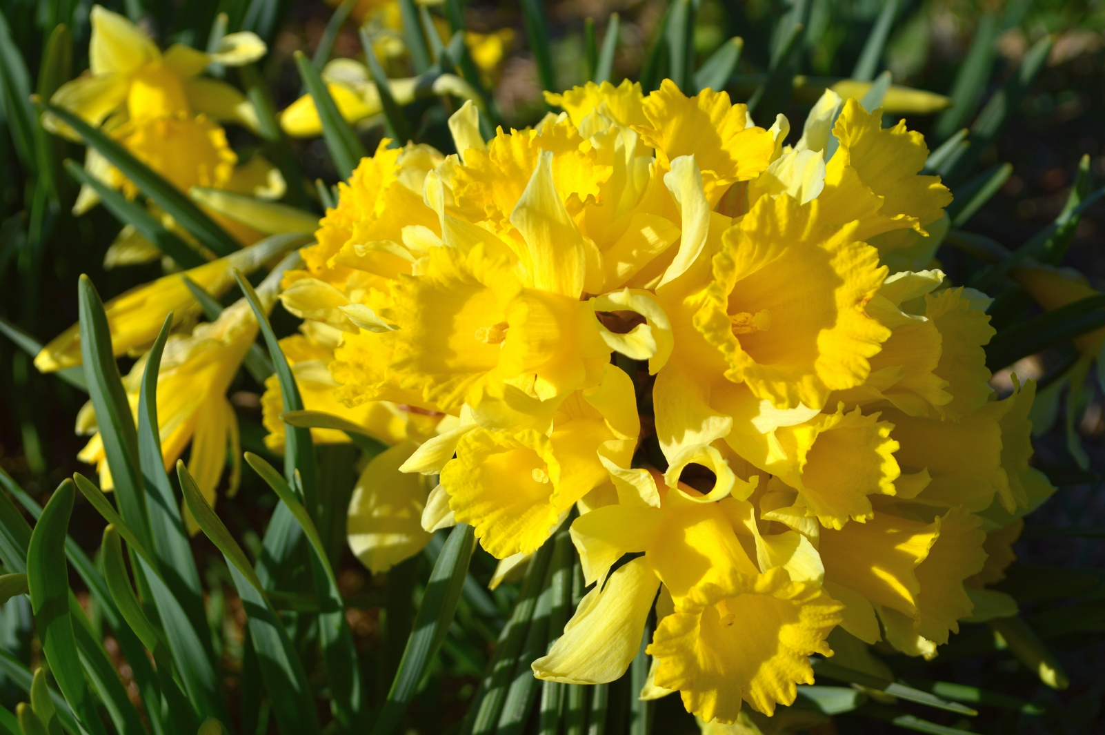 Blumenstrauß aus Narzissen