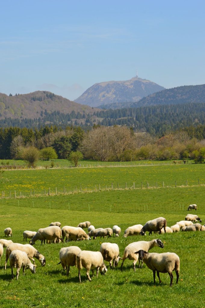 puy de koepel schapen