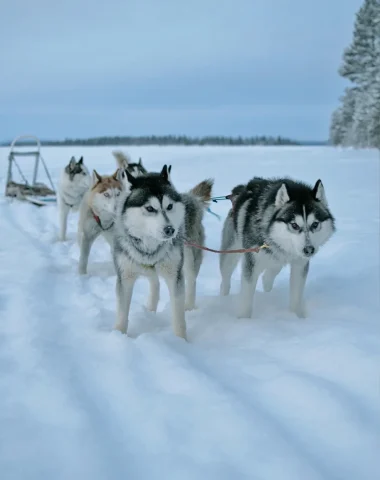 Squadra di cani da slitta Guéry Altopiano dell'Alvernia