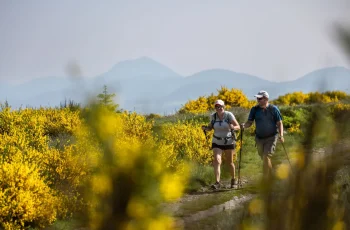randonneurs avec vue sur le puy de dôme, genêts en fleur, Auvergne