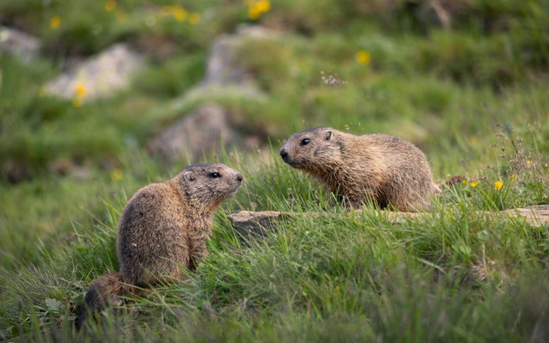 Les marmottes