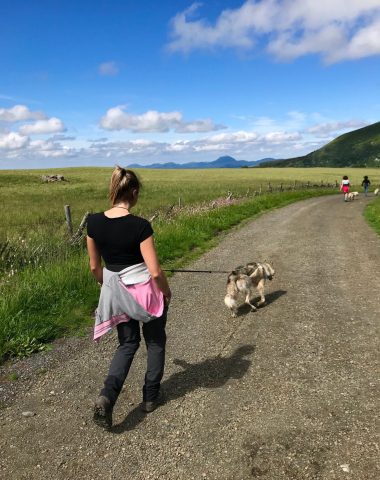 Chiens de traineau et cani rando